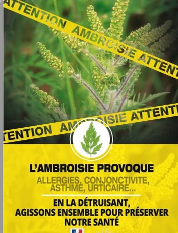 L'ambroisie plante allergisante.