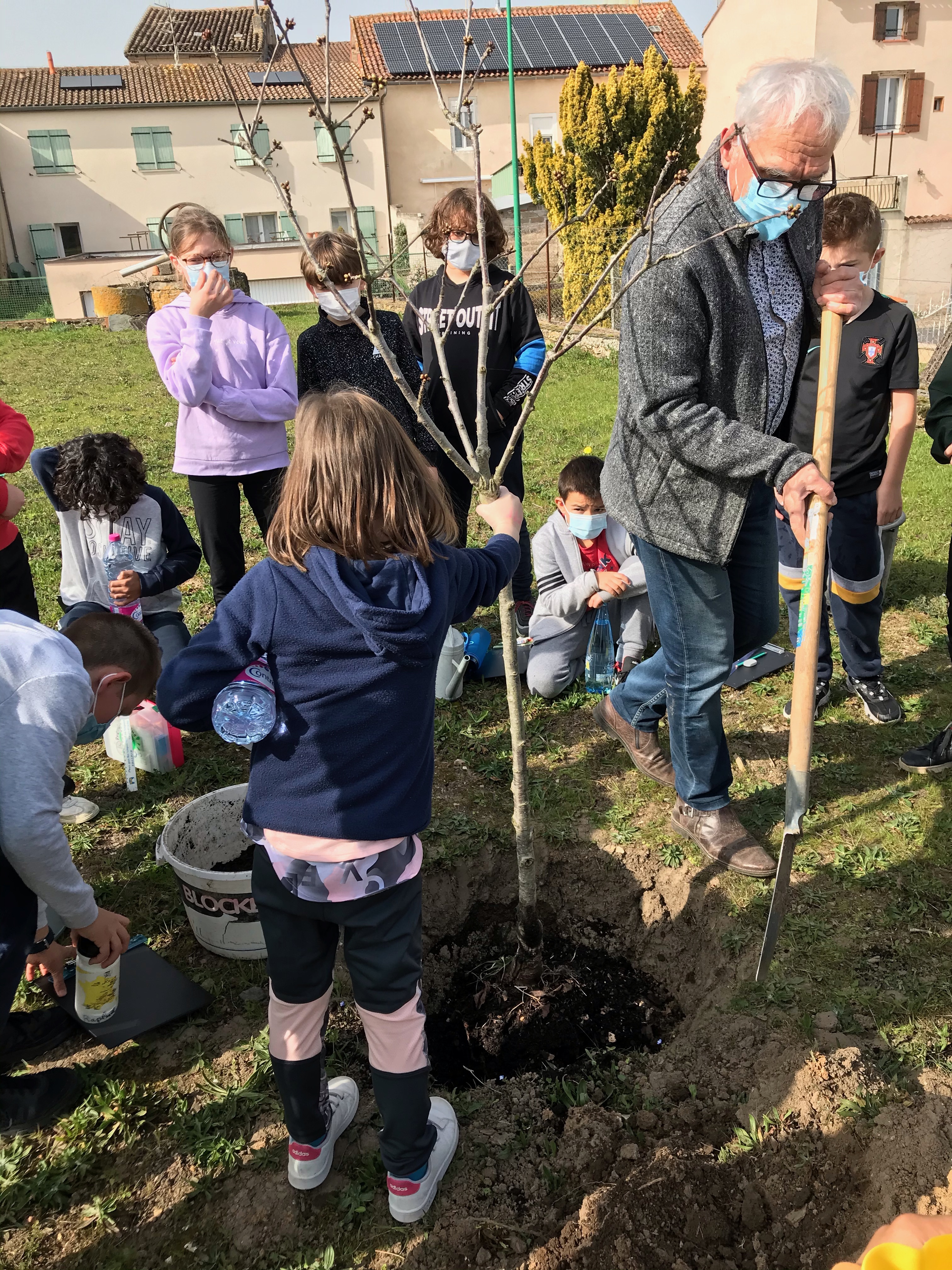 Plantation du cerisier.