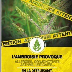 L'ambroisie plante allergisante.