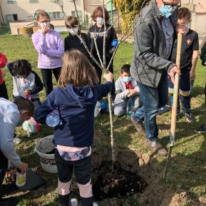 Plantation du cerisier.